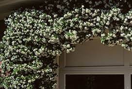 We did not find results for: Star Jasmine University Of Florida Institute Of Food And Agricultural Sciences