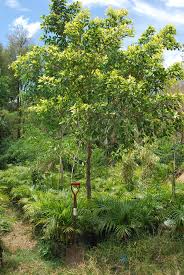 Image result for Fuirena microcarpa
