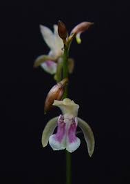 Image result for Oeceoclades