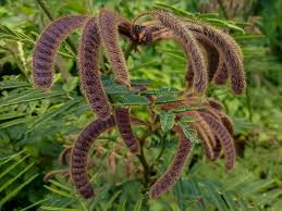 Image result for Mimosa pigra