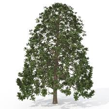 Xfrogplants Southern Magnolia 3d Model Ad Southern Xfrogplants Model Magnolia Southern Magnolia Magnolia Magnolia Grandiflora