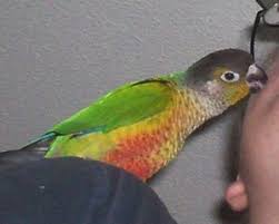 The pineapple green cheek conures are called mutations. Dizzy Yellow Sided Green Cheek Conure Thriftyfun