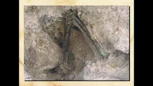 Because radiocarbon decays relatively quickly, fossils that are even 100,000 years old should have virtually no radiocarbon left in them. Carbon 14 Dating Fossils Youtube
