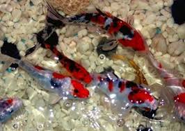 Tidak merepotkan, terlebih bagi pemula seperti kita. Cara Memelihara Ikan Koi Di Kolam Rumah Ikan Kolam Koi