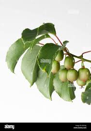 Image result for Actinidiaceae