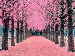 Taman lapangan banteng merupakan taman lain yang terletak di gambir, jakarta pusat. Foto Taman Bunga Sakura Di Korea