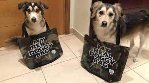 Pet boarding & kennels pet services pet grooming. Pet Sitting And Dog Boarding Animal Lov Pet Sitting Dog Boardi