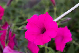 Image result for Ipomoea violacea