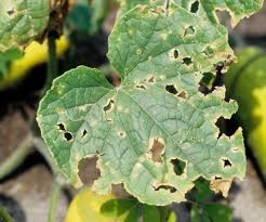 Cucumber Diseases And Pests Description Uses Propagation