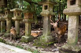 feeding deer in nara japan earth trekkers