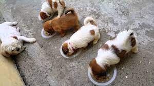 Most puppies are weaned by six weeks. 6 Weeks Old Shih Tzu Puppies Eating Puppy Food Youtube