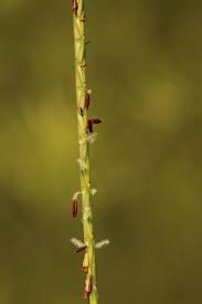 Image result for Elionurus