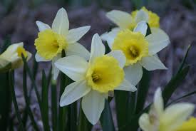 Narcissus February Silver Mars April Ivory White With A Pale Yellow Trumpet Multi Flowering And Naturalizes Well Height 25 Cm Narcissus Daffodils Silver