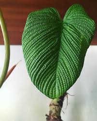 Image Result For Philodendron Furcatum Tanaman Hias Daun Bunga Daun