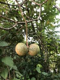 Image result for Voacanga africana