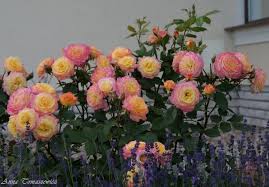 Galeria Pflanzen Garten Ideen