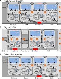 Maybe you would like to learn more about one of these? Frontiers Manganese In Plants From Acquisition To Subcellular Allocation Plant Science