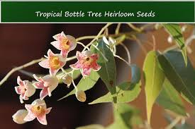 Image result for Brachychiton populneus