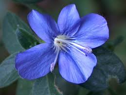 Image result for Barleria obtusa