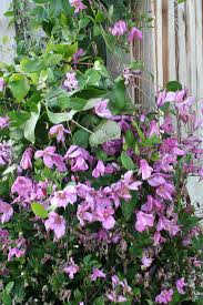 Check spelling or type a new query. Staudenclematis Archive Clematis Herian Stauden Clematis Kletterpflanzen