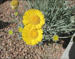 Landscape desert desert landscape flowering flowering landscape flowers nature sky scenery trees plant growing in desert. Chihuahuan Desert Plants Baileya Multiradiata Desert Plants Plants Trees To Plant
