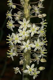 Image result for Drimia altissima