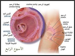 Pin On مراحل الولادة