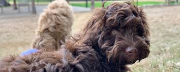 Sometimes, you may find a labradoodle for free in texas to a good home listed by. Labradoodle Breeder In Texas Australian Labradoodles Austin San Antonia Houston Dfw