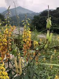 Image result for Crotalaria trichotoma