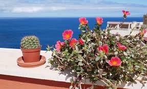 449 häuser, wohnungen & immobilien zur vermietung auf teneriffa auf thinkspain, dem führenden spanischen portal mit über 250.000 immobilien von immobilienmaklern, baufirmen und eigentümern. Wohnungs Suche Auf Teneriffa So Findest Du Deine Traum Wohnung