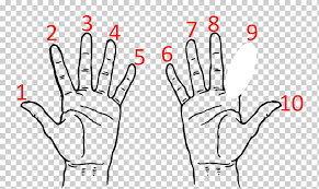Hand Colouring Of Graphs Palm Finger Hand White Text Hand Png Klipartz Right person's palm, thumb hand woman, right hand woman hand, business woman, hand png. klipartz