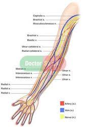 Coronary arteries supply blood to the heart muscle. Pin On Nurse Board