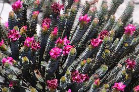 Image result for Penaeaceae