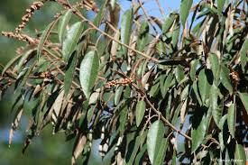 Image result for Croton gratissimus