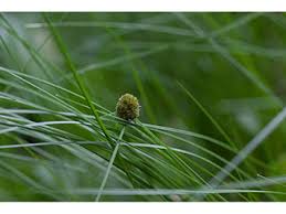 Image result for Oxycaryum