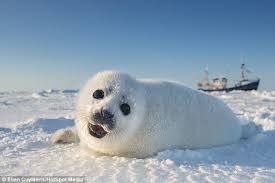 Photographer Ellen Cuylaerts Captures Baby Seals Days Old Rolling In The Snow Daily Mail Online