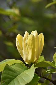 How to plant a fringe tree. Yellow Bird Magnolia Magnolia Yellow Bird In Boston Hopkinton Chelmsford Hingham Middleborough Massachusetts Ma At Weston Nurseries