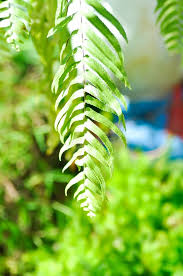 Image result for Lomariopsidaceae