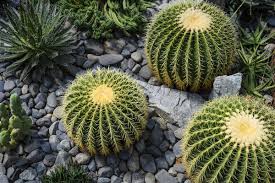 Maybe you would like to learn more about one of these? Jardin Sans Arrosage 21 Plantes Qui Poussent Sans Eau
