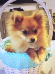 Pin By Emily And Evelyn Official On Mango Cute Animals Puppies Pets