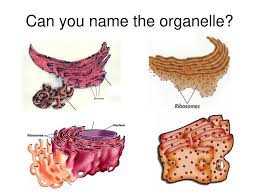 Maybe you would like to learn more about one of these? Cell Organelles Be Able To Identify And Explain The Function Of All Cell Organelles Be Able To Identify Which Organelles Are Common To Only Plant Cells Ppt Download