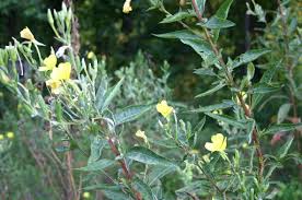 Image result for Coleus lasianthus