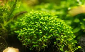 Image result for Glossostelma