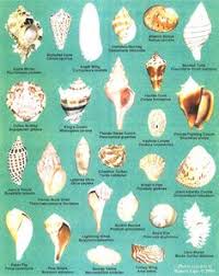 Seashell Identification