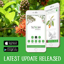 Image result for Callichilia orientalis