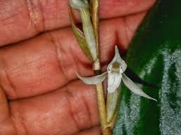 Image result for Schlechterina