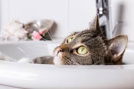 cats love bathtubs. here's why.