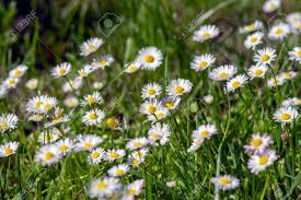 Think of the romantic notion: Bellis Perennis Wild Beautiful Flowers In Bloom Group Of Flowering Stock Photo Picture And Royalty Free Image Image 129350348