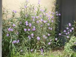 Maybe you would like to learn more about one of these? Mexican Petunias A K A Ruellia Angustifolia Britton S Flickr