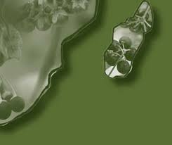 Image result for Solanum grossidentatum